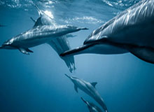 詹姆斯现身上海交大